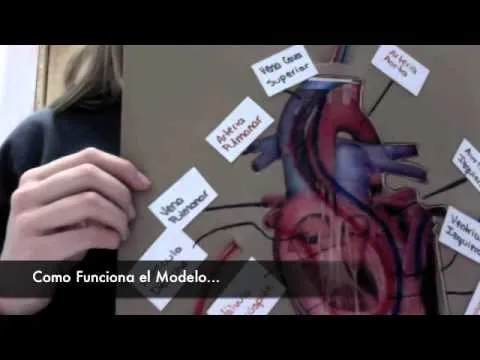 Como hacer un corazon humano de fomi - Imagui