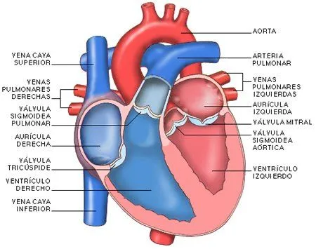 Dibujo del corazon y sus partes para niños - Imagui Dibujo del corazon y sus partes para niños - Imagui