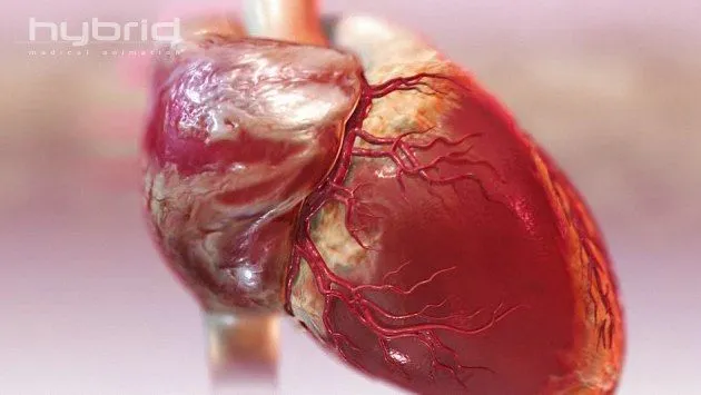 Corazon humáno latiendo gif animado - Imagui Corazon humáno latiendo gif animado - Imagui