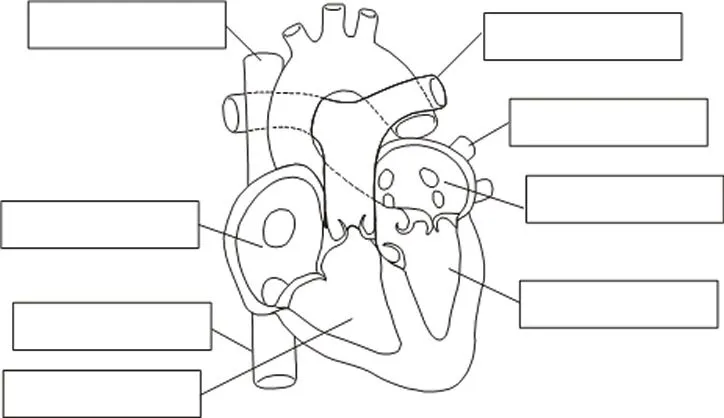 Dibujos para colorear del corazon humano y sus partes - Imagui