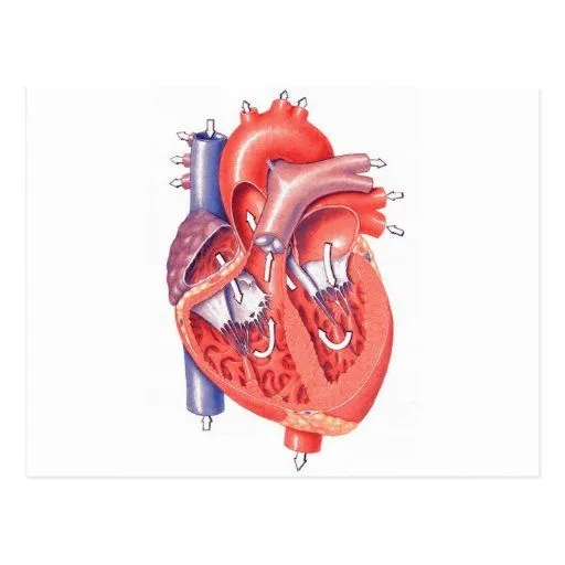 Imagen corazon humano - Imagui