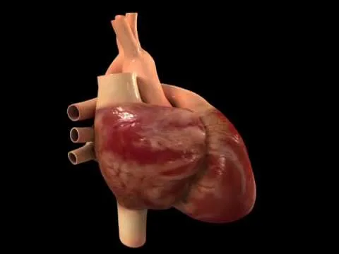 Corazón 4. Impulsos eléctricos.avi - YouTube Corazón 4. Impulsos eléctricos.avi - YouTube