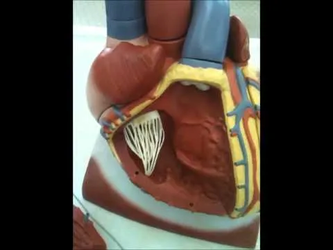 Corazón maqueta - YouTube