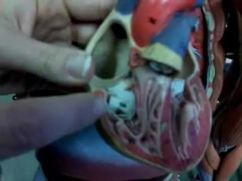 corazon maqueta.3gp - YouTube