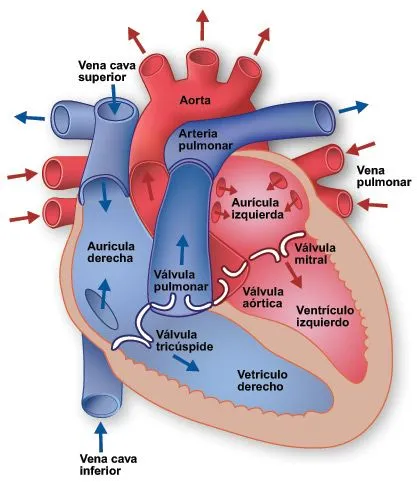 De corazón, un vistazo a los latidos | Imperio de la Ciencia