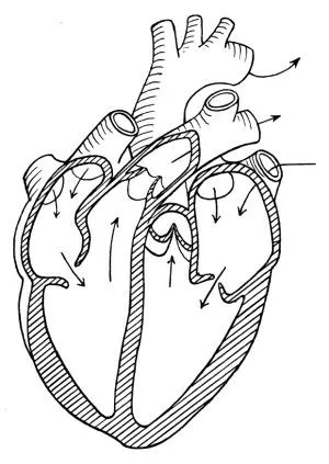 Corazones para colorear