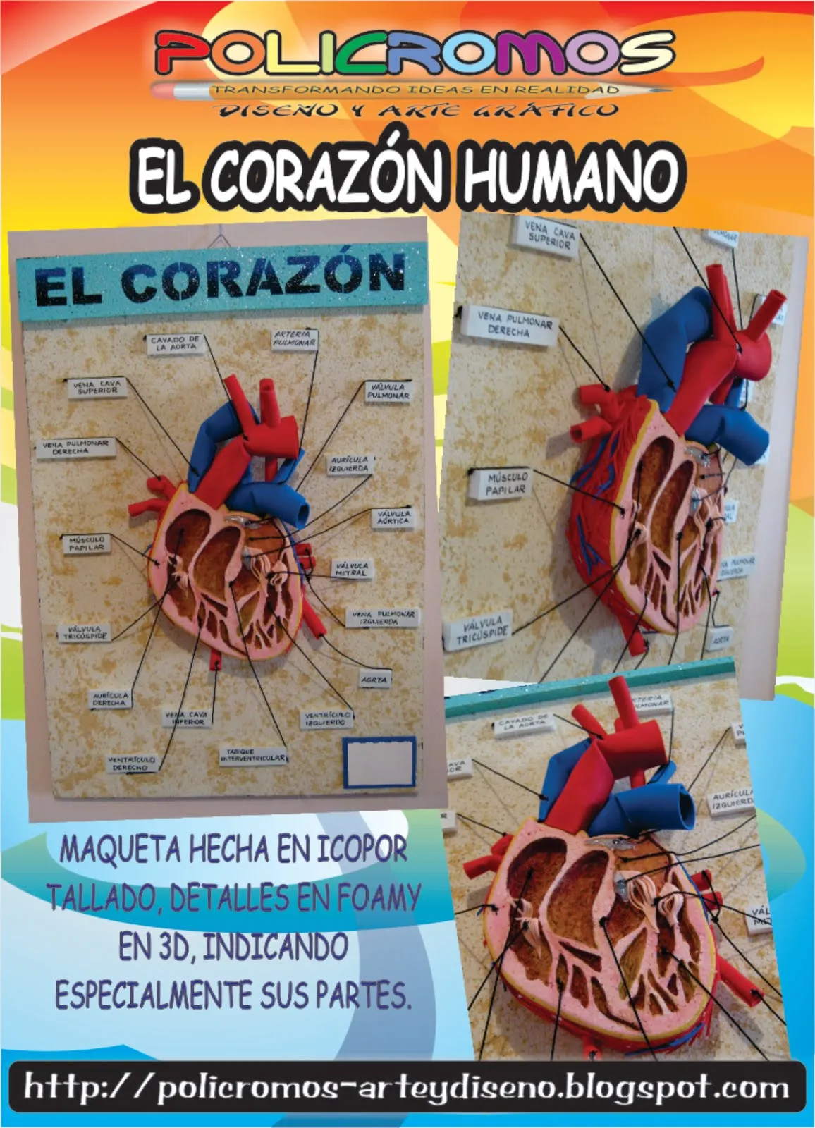 Como hacer maqueta del corazón humáno - Imagui Como hacer maqueta del corazón humáno - Imagui