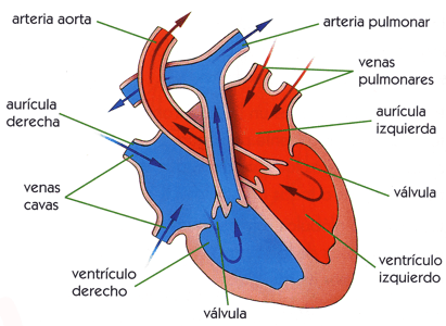 corazon.gif