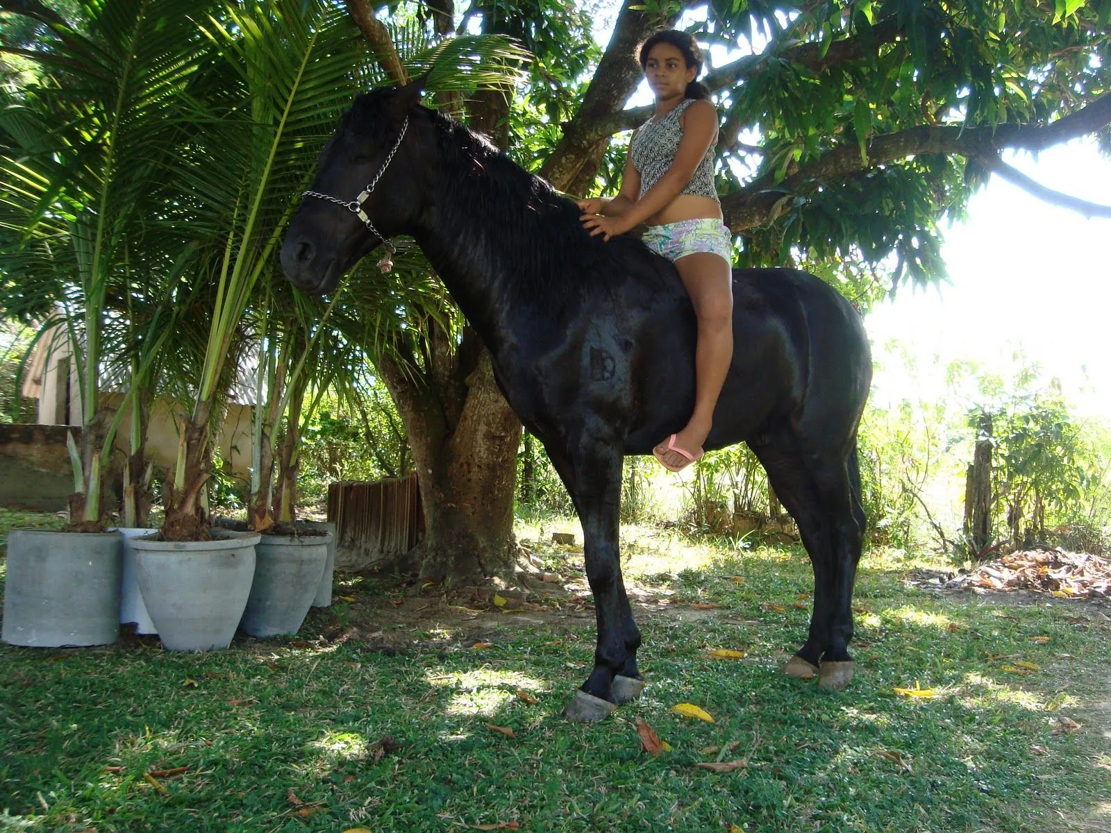 Corcel Negro