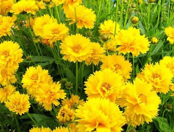 Coreopsis grandiflora | Revista de Flores, Plantas, Jardinería ...