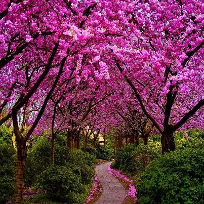 Imagenes de arboles rosados - Imagui
