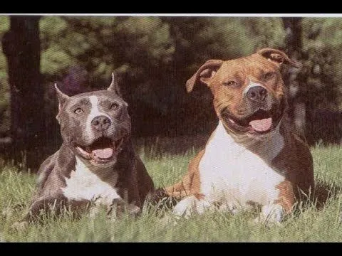 Cortarle las orejas a tu pitbull o bully, a que edad hacerlo? ES ...