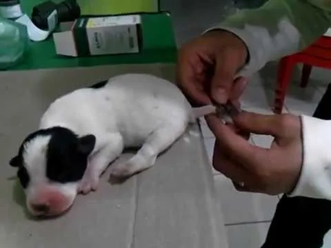 CORTE DE COLA A CACHORRO RECIEN NACIDO. - YouTube CORTE DE COLA A CACHORRO RECIEN NACIDO. - YouTube
