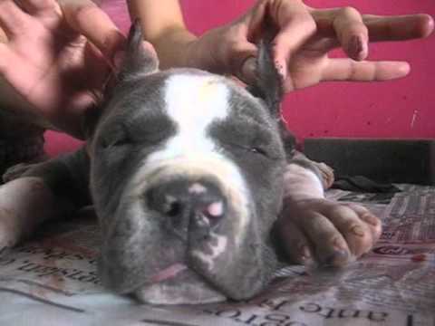 corte de orejas a cachorro bully - YouTube