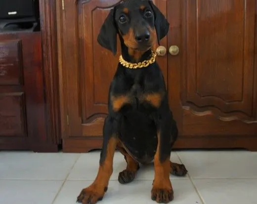 CORTE DE OREJAS EN EL DOBERMAN. (Página 29) - (Dobermann) | Perros.com CORTE DE OREJAS EN EL DOBERMAN. (Página 29) - (Dobermann) | Perros.com