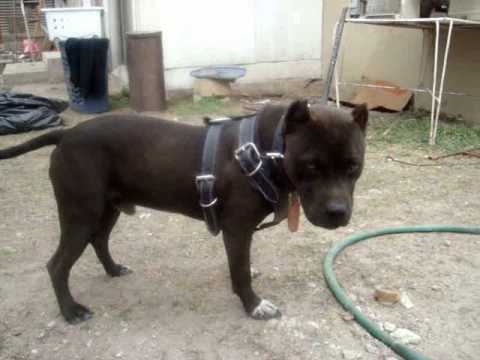 CORTE DE OREJAS PIT BULL 4 - YouTube