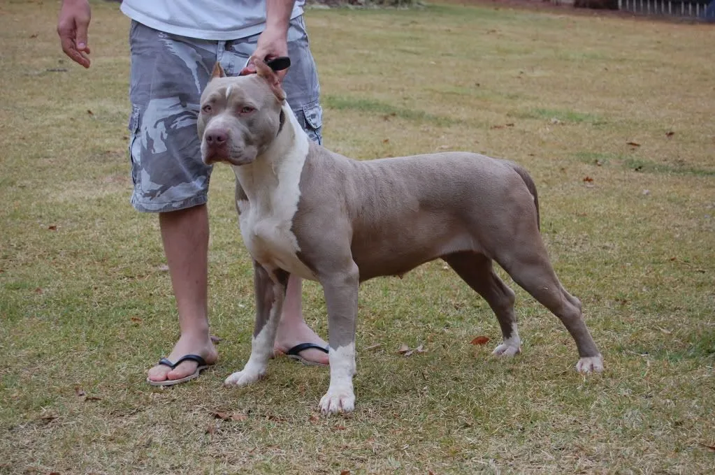 Corte de orejas pitbull - Imagui