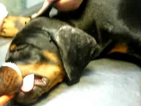 corte de orejas - YouTube