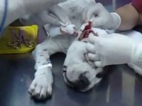 CORTE DE OREJAS ZEUS AMERICAN PITBULL TERRIER - YouTube CORTE DE OREJAS ZEUS AMERICAN PITBULL TERRIER - YouTube