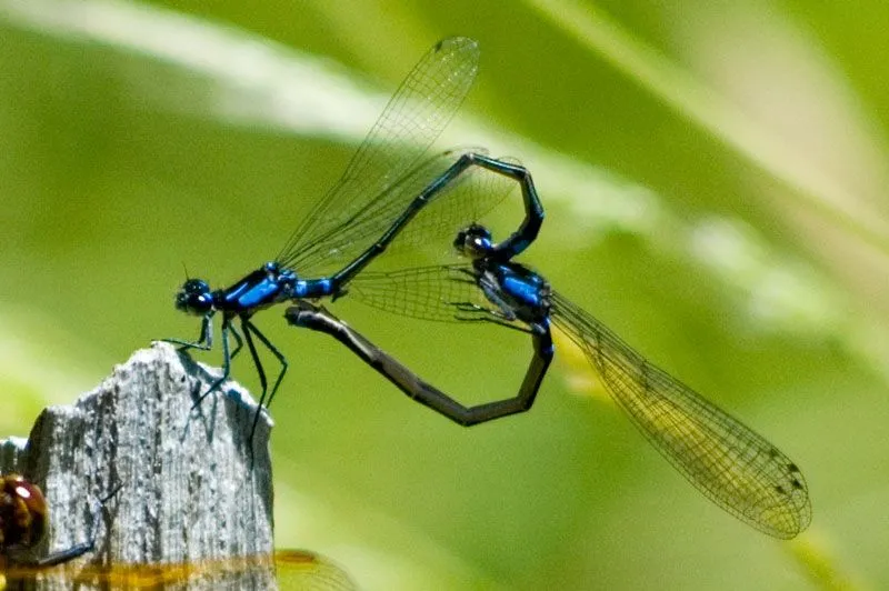 CORTEJO Y REPRODUCCIÓN | ¡¡YO, LIBÉLULA!!