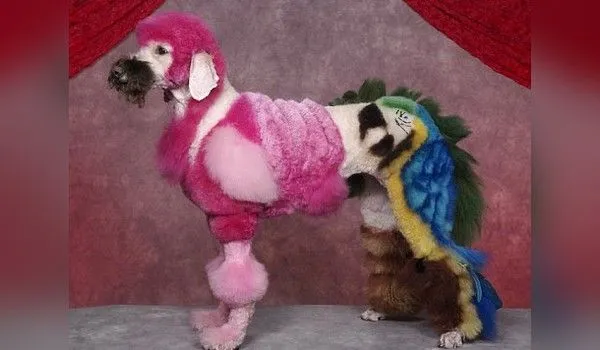 Los cortes de French Poodle mas exoticos |