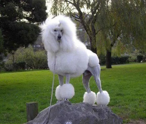 Cortes de pelo: Caniche