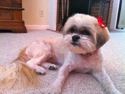 cortes de pelo para perro | Cuidar de tu mascota es facilisimo.com cortes de pelo para perro | Cuidar de tu mascota es facilisimo.com