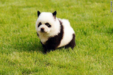 cortes de pelo para perro | Cuidar de tu mascota es facilisimo.com cortes de pelo para perro | Cuidar de tu mascota es facilisimo.com
