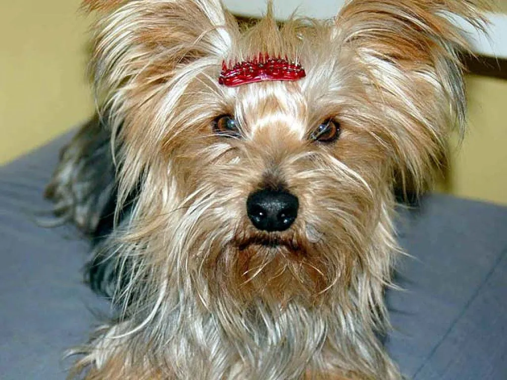cortes de pelo para perro | Cuidar de tu perro es facilisimo. cortes de pelo para perro | Cuidar de tu perro es facilisimo.