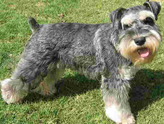 Schnauzer | El mejor amigo del hombre