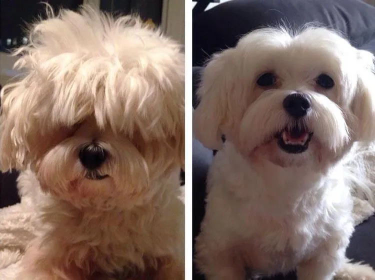 cortes-pelo-perros-4.jpg