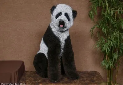 Cortes de pelo para perros french poodle - Imagui Cortes de pelo para perros french poodle - Imagui