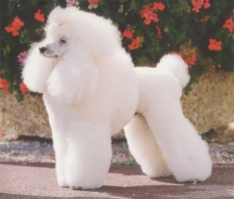 Corte de pelo para poodles - Imagui