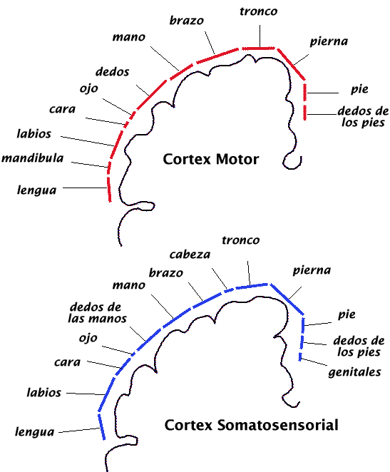 La corteza cerebral