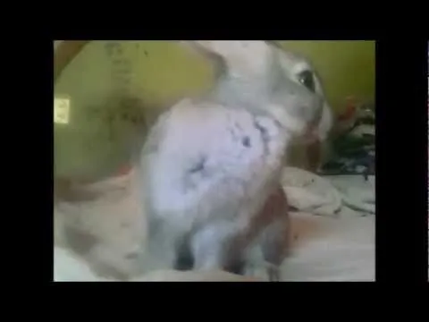 La cosa mas tierna del mundo :3 - YouTube