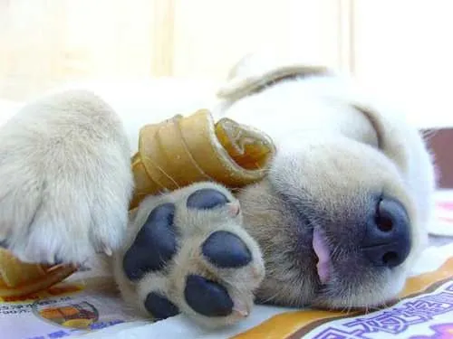 No es la cosa mas tierna del mundo? *-* | Flickr - Photo Sharing! No es la cosa mas tierna del mundo? *-* | Flickr - Photo Sharing!