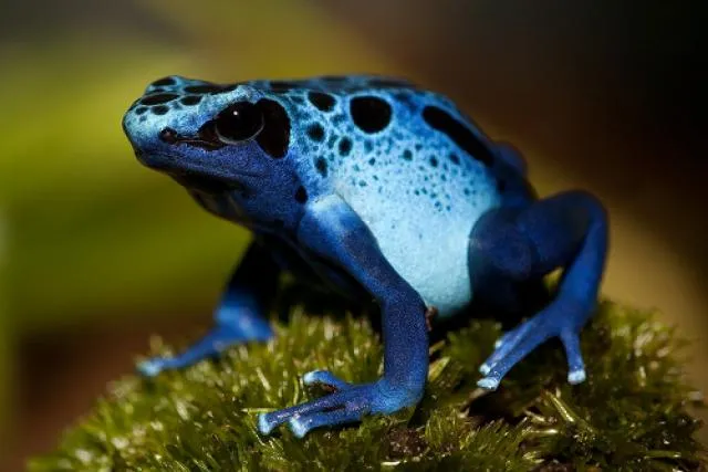 MIS COSAS: LAS RANAS MÁS BONITAS