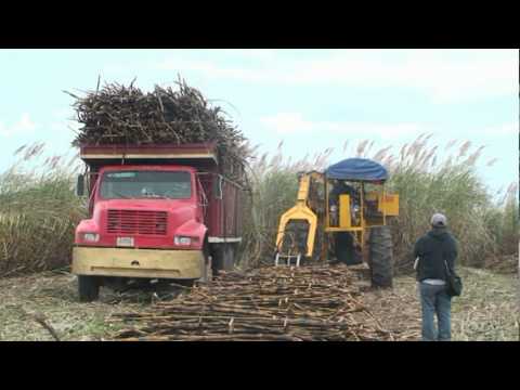 COSECHA DE CAÑA DE AZUCAR EN POBLADO 3 - YouTube COSECHA DE CAÑA DE AZUCAR EN POBLADO 3 - YouTube