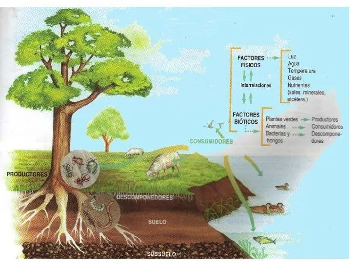 E cosistemas E cosistemas