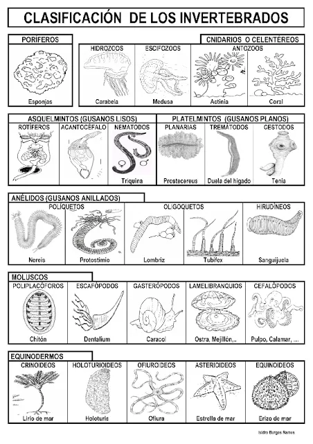 Animales invertebrados y vertebrados para pintar - Imagui Animales invertebrados y vertebrados para pintar - Imagui