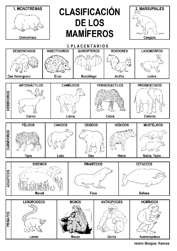 CoSqUiLLiTaS eN La PaNzA BLoGs: CLASIFICACIÓN DE ANIMALES CoSqUiLLiTaS eN La PaNzA BLoGs: CLASIFICACIÓN DE ANIMALES
