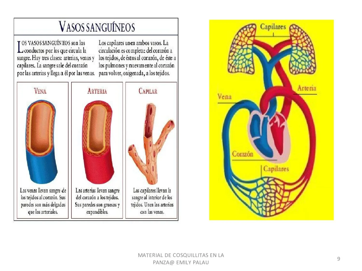 CoSqUiLLiTaS eN La PaNzA BLoGs: SISTEMAS Y APARATOS DEL CUERPO ... CoSqUiLLiTaS eN La PaNzA BLoGs: SISTEMAS Y APARATOS DEL CUERPO ...