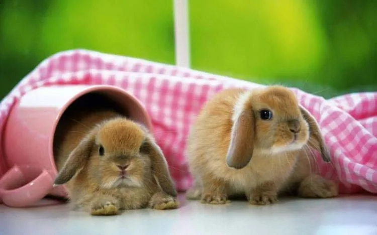 TIERNOS CONEJITOS