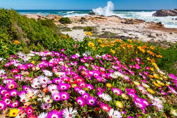 Costa Oeste de Sudáfrica, en clave floral