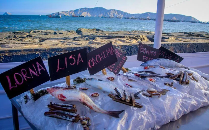 En la costa peruana 7 de cada 10 pescados son vendidos con otro nombre - Conexion Ambiental En la costa peruana 7 de cada 10 pescados son vendidos con otro nombre - Conexion Ambiental