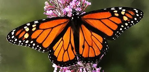 Costa Rica,un Jardín de Mariposas - Taringa! Costa Rica,un Jardín de Mariposas - Taringa!