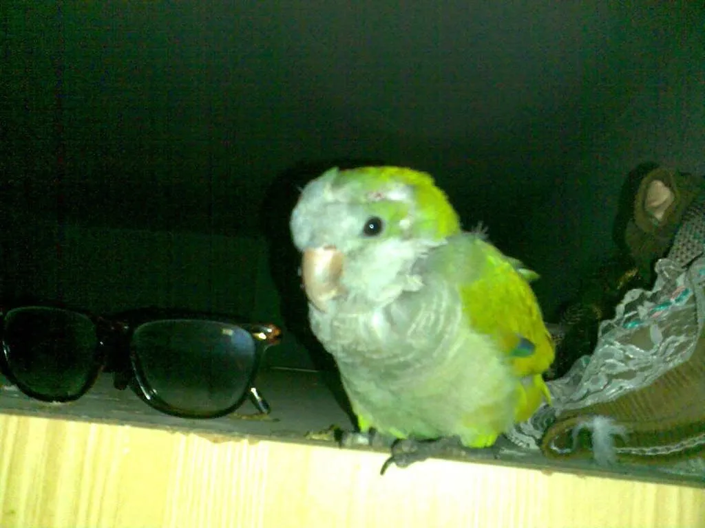 cotorra argentina papillera | Cuidar de tu mascota es facilisimo. cotorra argentina papillera | Cuidar de tu mascota es facilisimo.