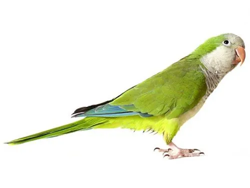 Cotorra Argentina | Wikifaunia, tu enciclopedia de animales Cotorra Argentina | Wikifaunia, tu enciclopedia de animales
