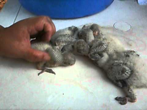 Cotorras Argentinas Bebes - Parte 1 - YouTube Cotorras Argentinas Bebes - Parte 1 - YouTube