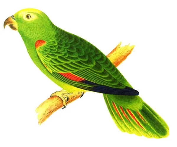 Cotorro animado - Imagui